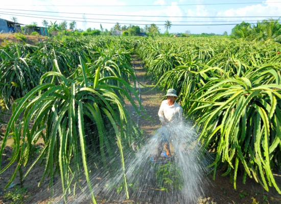 Biện pháp kỹ thuật bảo vệ vườn cây ăn trái